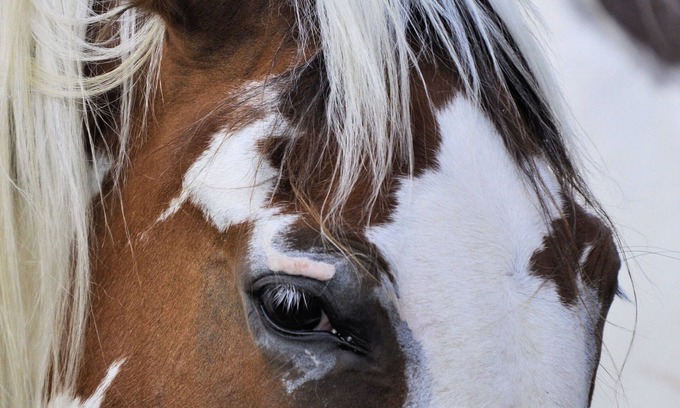Fayetteville Casa | Horse Farm Retreat Creekside Tiny House, capacidad para 4 y admite mascotas