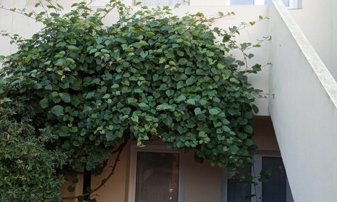 Saus Casa | House in the heart of the Empordà. By train station and 15 km from the beach