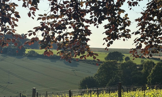 Pett Bottom Casa | Humphrey's cottage at Gorsley Vineyard