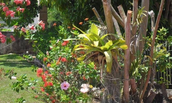 Ocho Rios Casa | Idilo Escape