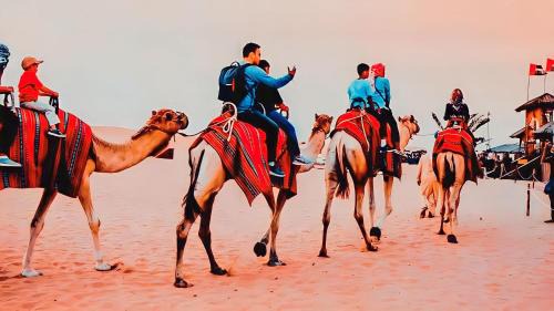Jaisalmer Complejo | JAISALMER THAR DESERT TENTED CAMP & ReSORT