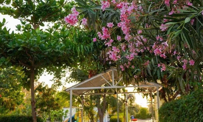Wasda Complejo | Joy Villa & Resort