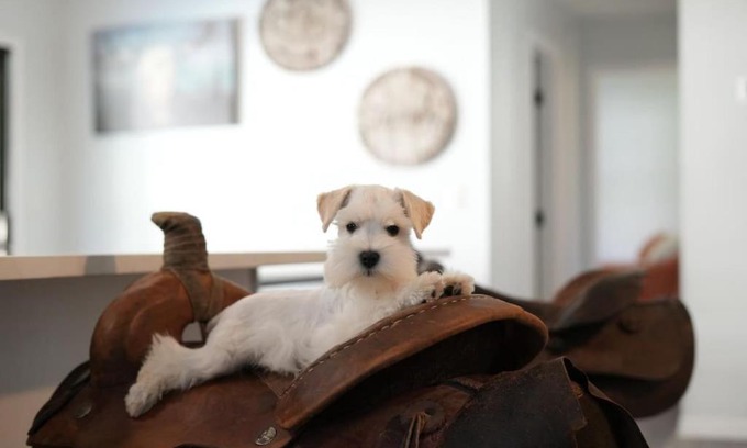 St. Augustine Casa | Jump Right IN Pool Pets Outdoors