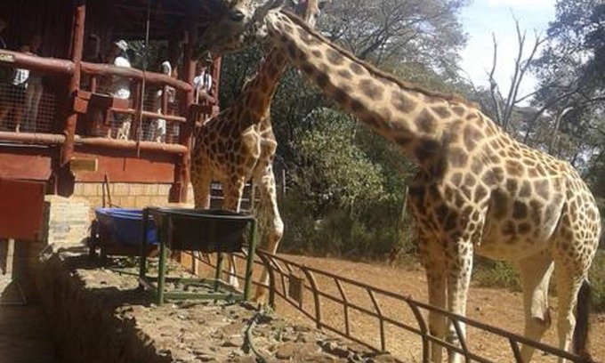 Ongata Rongai Casa | Kepro Farm