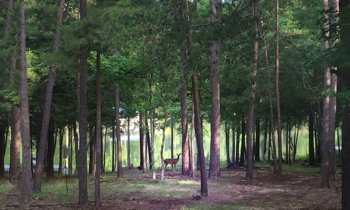 Merifield Acres Cabina | Kerr Lake Log Cabin en Calm Cove con suave pendiente al agua, cerca de Sandy Beach