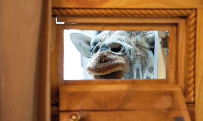 Valley View Cabina | King Ranch -Stay with Puzzles and Jigsaw the Giraffe