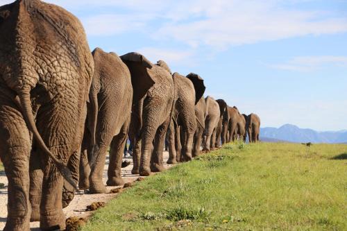 Buffalo Hills Game Reserve Cabina | Knysna Elephant Park Lodge