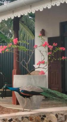 Midigama Apartamento | Kuda Gads