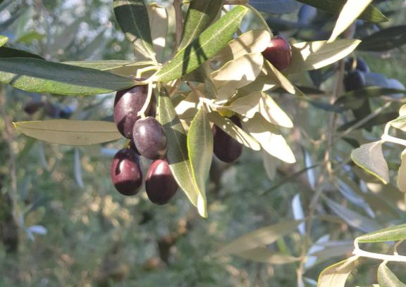 Siviano Casa | L' Oliva Nera