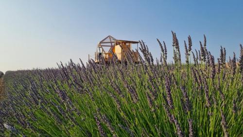 Valensole Otro | La bulle ico