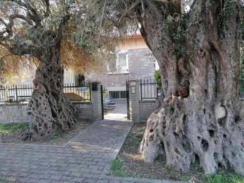 Turri Apartamento | La casa degli ulivi