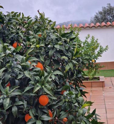 Centro histórico de Zafra Apartamento | La casa del patio ATBA00260