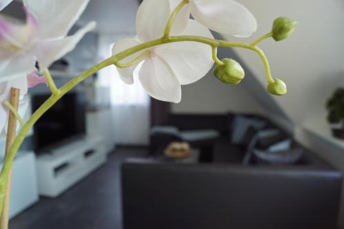 Lotte Apartamento | La Domus Premium Osnabrück Lotte