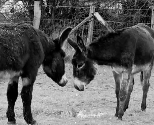 Thieffrain Casa | La Ferme De La Bete Noire