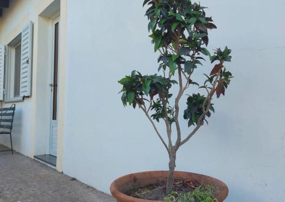Ramallo Casa | La Porota