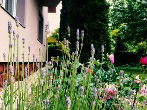 Siofok-Sosto Apartamento | Lavender Apartment