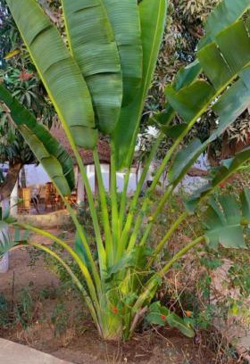 La Somone Casa | Le jardin de Adja