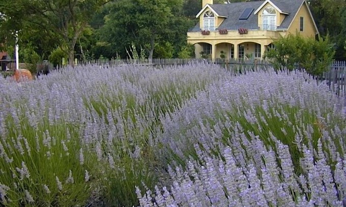 Glen Ellen Casa | 'Le Jardin' en Glen Ellen Pool / Hot Tub. Alquile uno $ 500 / N o Ambos por $ 800 / N
