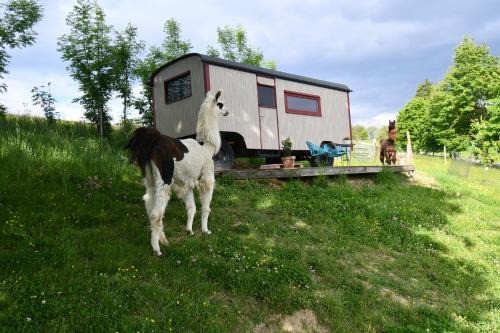 Oberndorf an der Melk Casa | Leopold der Lamahütewagen