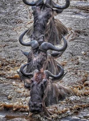 Maasai Mara Otro | Lepuan safari