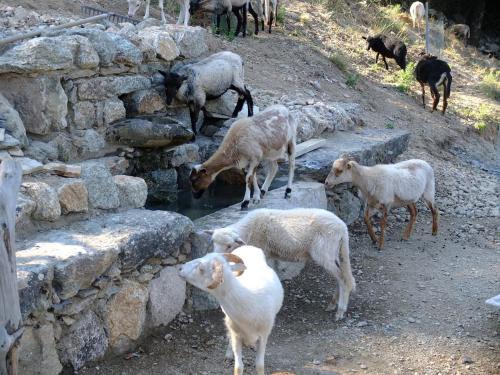 Omessa Casa | Les Bergeries "Le figuier"