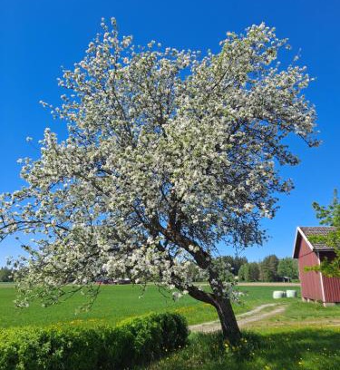 Ypaja Casa | Levomäki Farm Cottages