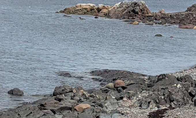 Newfoundland Casa | Little Burnt Bay Paradise