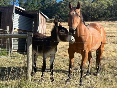 Norton Summit Casa | Little creek farm stay