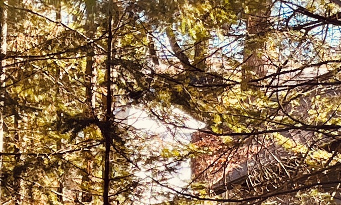 Cheboygan Cabina | Little Duck Cottage is close to so many northern Michigan activities. Lakeview