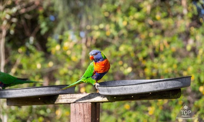 Arrawarra Complejo | Lorikeet Holiday Park