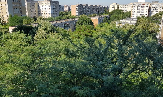Drumul Taberei Apartamento | Mucha vegetación, aire tranquilo y fresco.