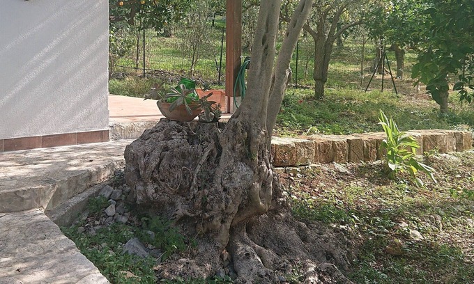 Capaci Casa | Tenuta Luogogrande: agriculture, countryside, sea, relaxation!