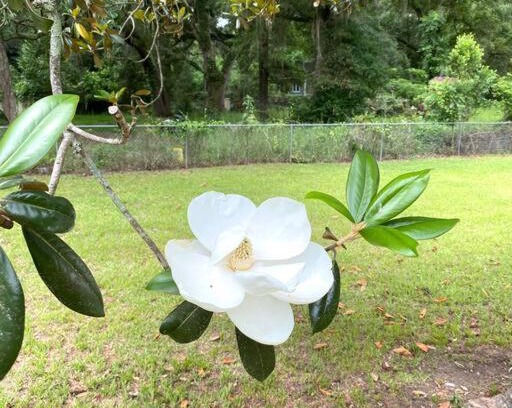 Albany Casa | Luxurious Hidden Oasis 4BD Near Downtown Albany, GA