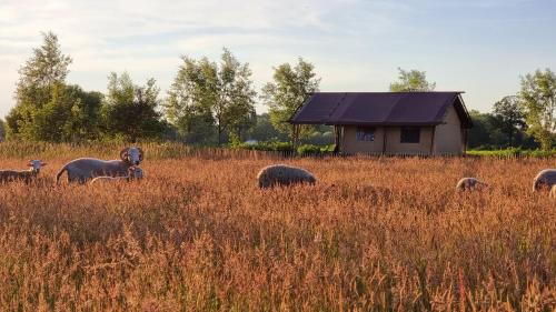 Klarenbeek Otro | Luxury Safari Tent near Veluwe