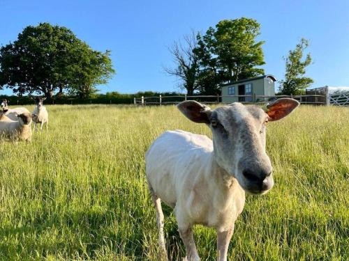 Modbury Casa | Luxury Shepherd Hut on small South Hams farm, Devon