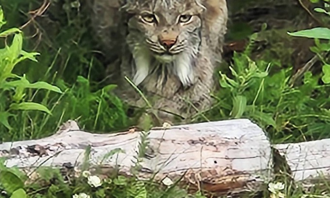 Moose Pass Cabina | Lynx, wildlife, custom log cabin . private lake access, salmon stream kayaking,