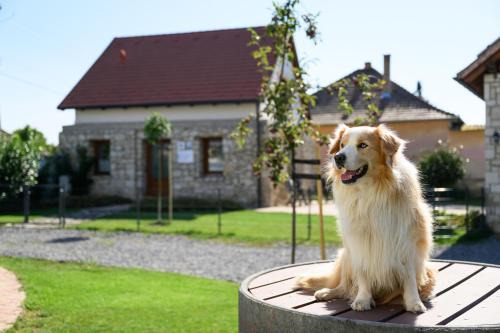 Tokaj Casa | Madárdalos Kert és Vendégház