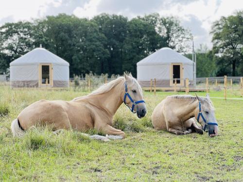 Ledeacker Otro | Magnolia Hoeve - Unieke Bestemming voor Paardenliefhebbers en Bijzondere Overnachtingen in de natuur