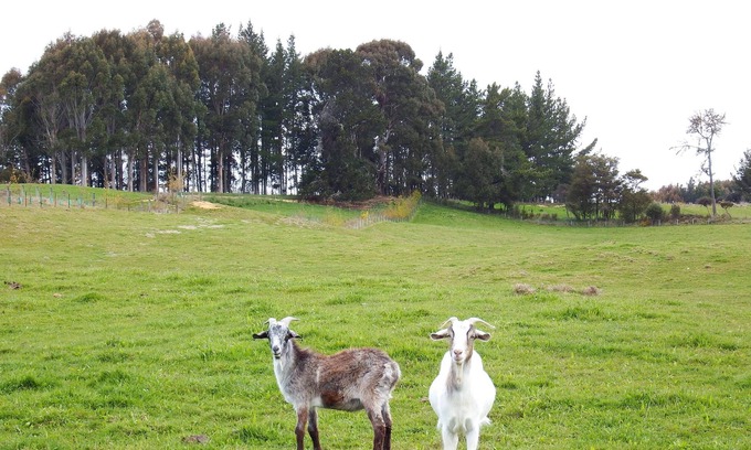 Upper Moutere Cabaña | Mahana Farm Cottage, su refugio rural privado