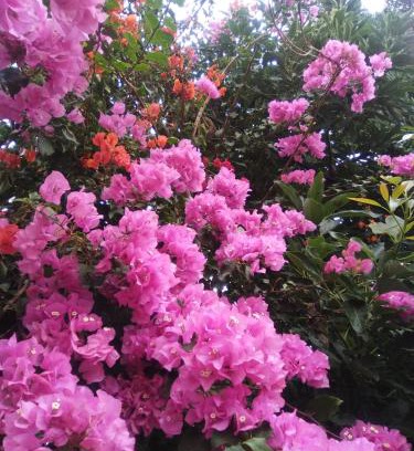 La Solana Casa | Mar de flores