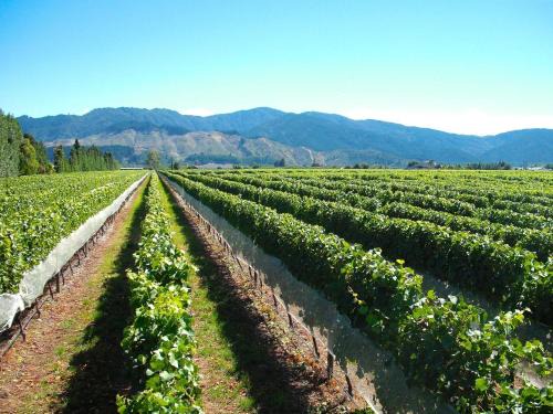 Renwick Casa | Marlborough Magic - Rapaura Holiday Home