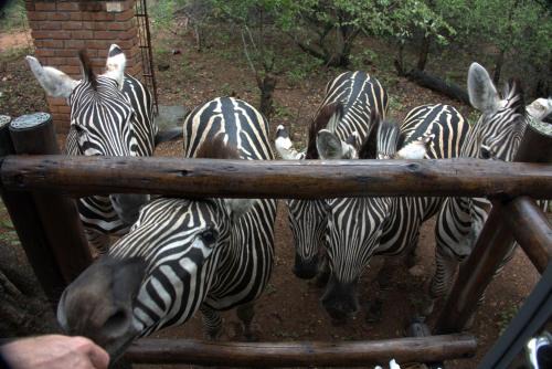 Marloth Park Apartamento | Marty's Rest