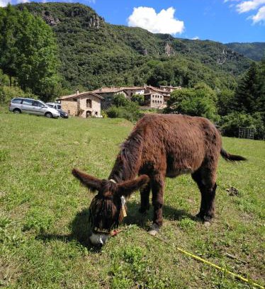 Beget Chalet De Esquí | Mas La Cabanya Beget Xalet de muntanya
