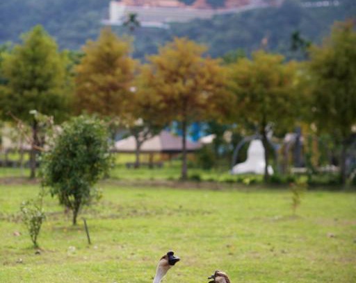 Dongshan Casa | Meihua Lake Leisure Farm