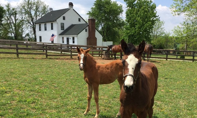 Fork Casa | "Merrywell" A Horse Lovers Haven.