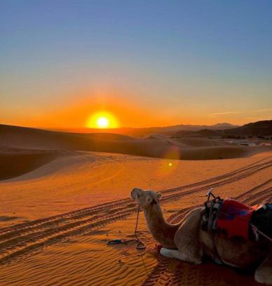 Merzouga Otro | Merzouga Wildlife Desert Camp