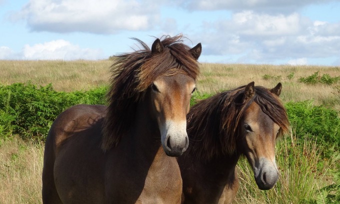 Withypool Cama Y Desayuno | Mole End charming bed and breakfast on the Two Moors Way walking route