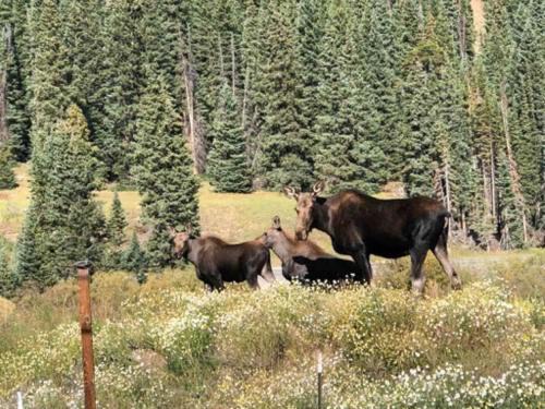 Breckenridge Casa | Mountain Views near hiking trails and ski slopes