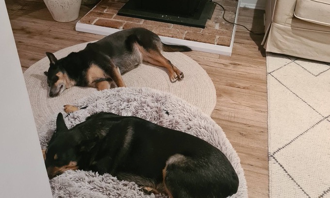 Moss Vale Casa | Must Love Dogs! Time to Paws in Moss Vale.
