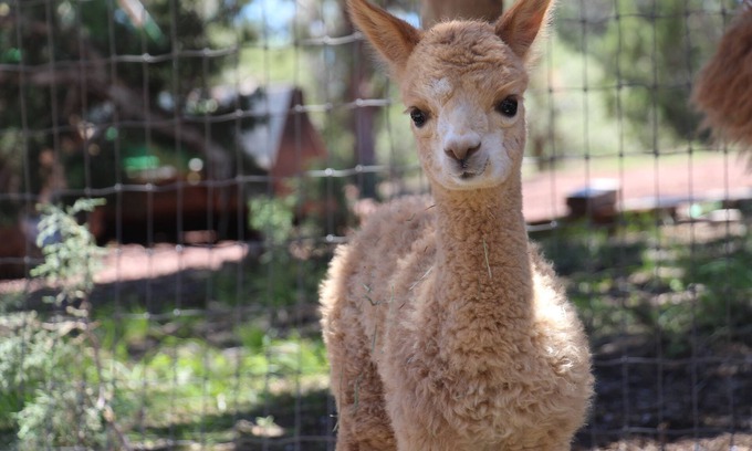 Williams Casa | Nuevo listado: ¡Mystic Pines Alpacas and Fiber Processing le da la bienvenida!